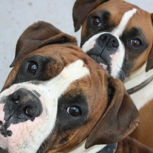 Meet your Posher, Liza